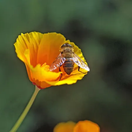 Daire Lippenhof - Unter Der Linde *